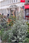 Végétalisation_Taraneh_01.jpg