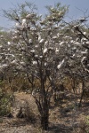 S1 AM Leur arbre.jpg