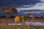 elephant insomniaque - yannick